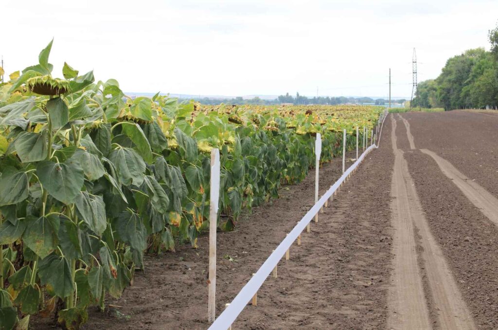 Company Specializing In Software Solutions For Plant Breeding & Variety Testing.